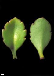 Veronica macrantha var. brachyphylla. Leaf surfaces, adaxial (left and abaxial (right), of a northern plant. Scale = 1 mm.
 Image: W.M. Malcolm © Te Papa CC-BY-NC 3.0 NZ